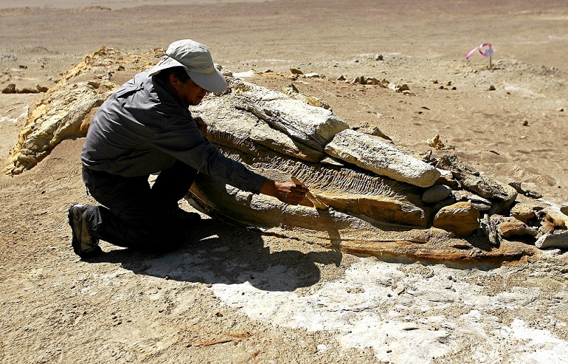 An archeologist brushes the fossilized jaw of a whale lying on the desert pavement of Ocucaje, 310 km south of Lima.jpg