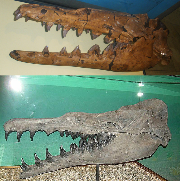 597px-Basilosaurus_isis_and_cetoides_skulls_compared.png