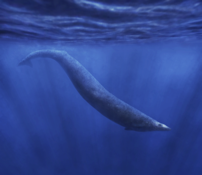 692px-Basilosaurus_cetoides.png