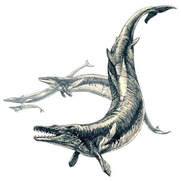 600px-Basilosaurus.jpg