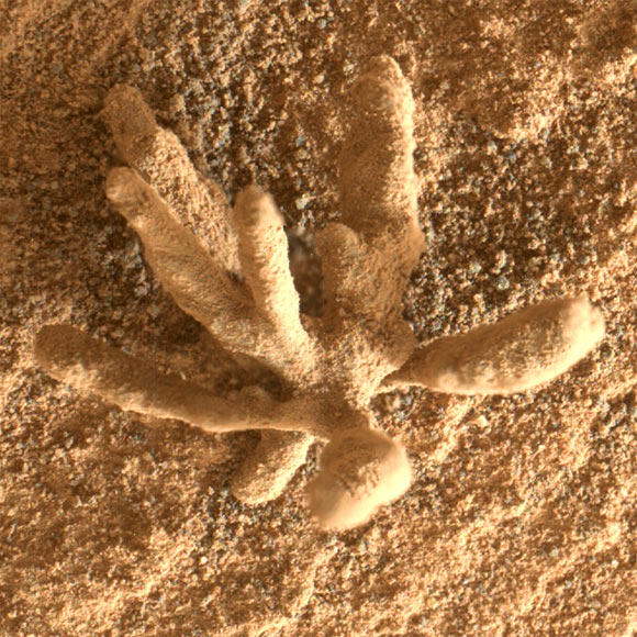 NASA's Curiosity Rover finds 'Coral' on Mars - Photo 4.