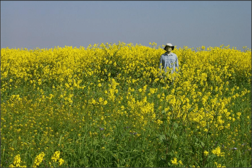ESRP-biologist-Adrian-Howard-in-a-stand-of-black-mustard-Brassica-nigra-during-the.png