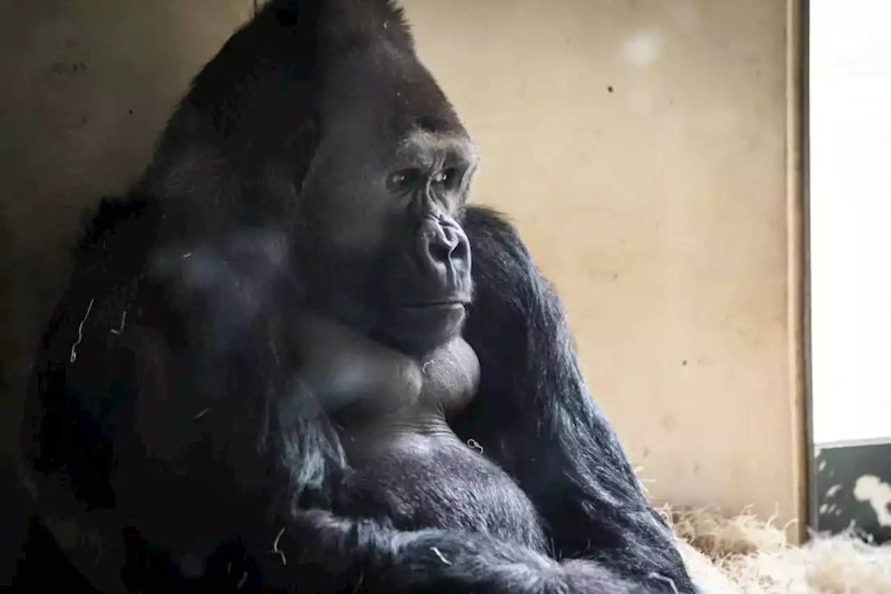 Teenage gorillas in the US are addicted to smartphones - Photo 1.