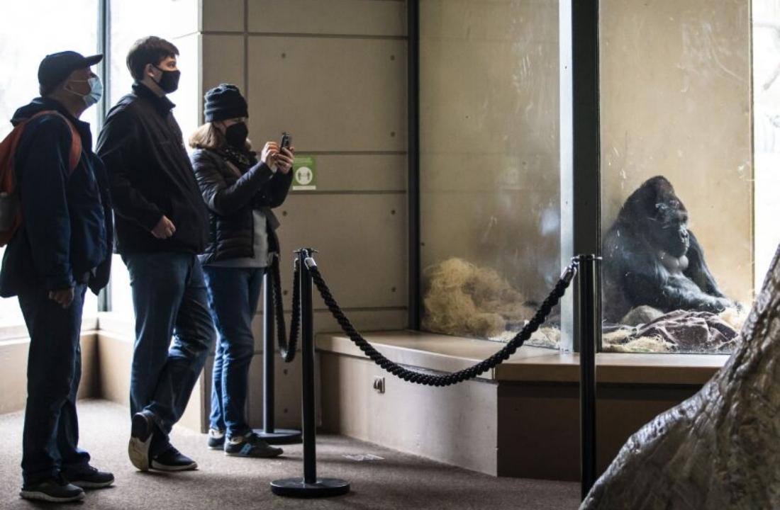 Teenage gorillas in the US are addicted to smartphones - Photo 2.