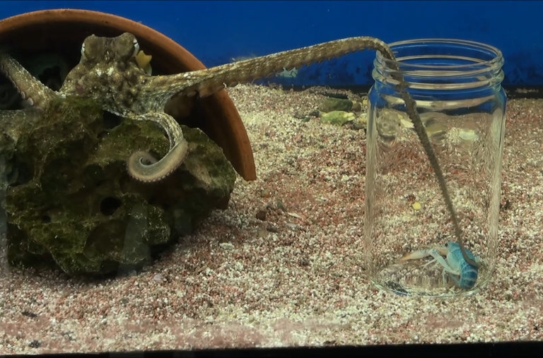 science-take-octopus-videoLarge.jpg