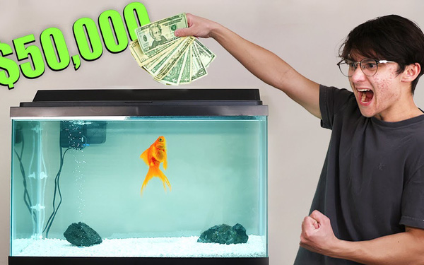 'Fighting' securities according to goldfish, programmers profit more than 1,000 USD - Photo 1.