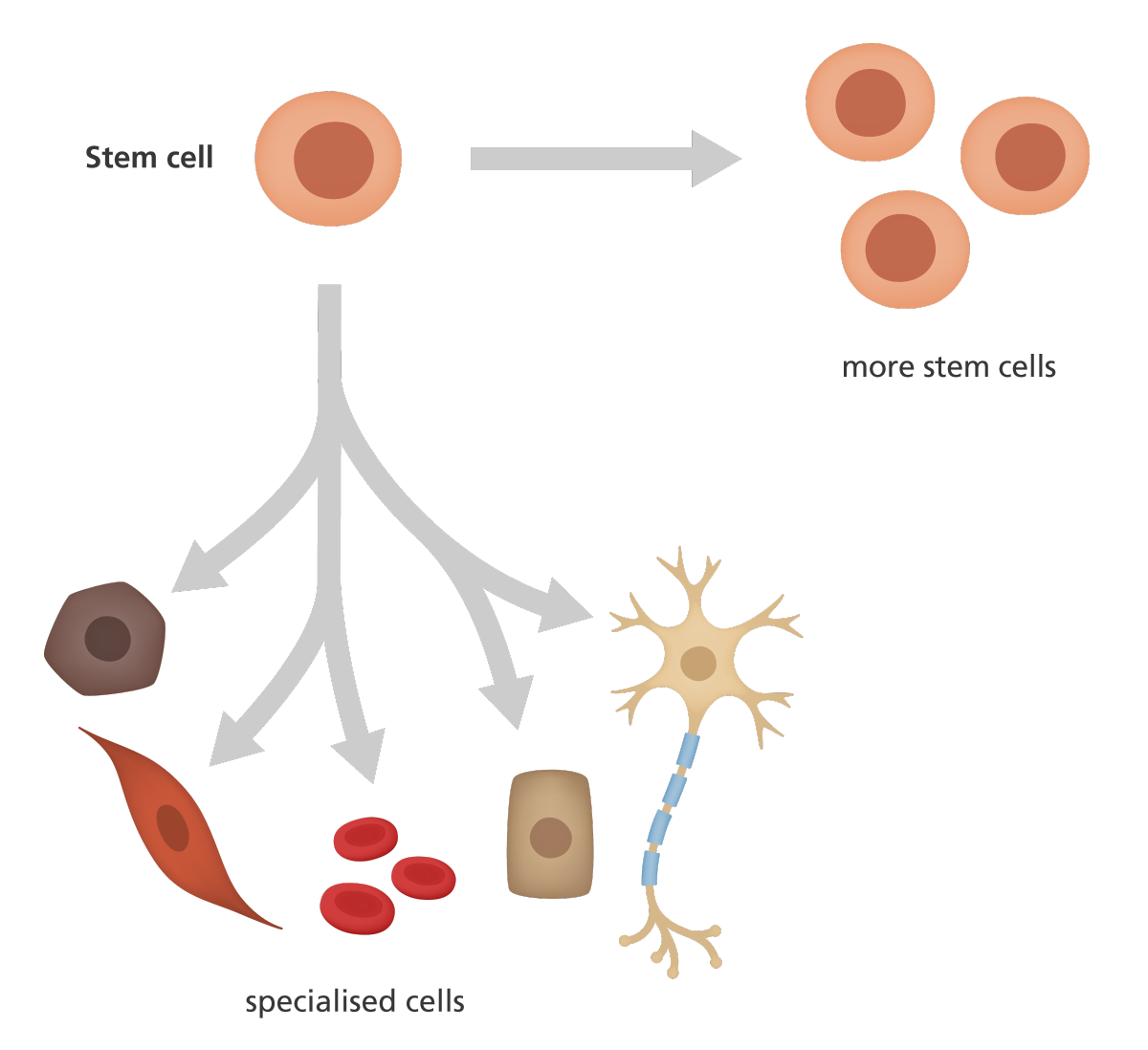 stem_cell_division_yourgenome.png