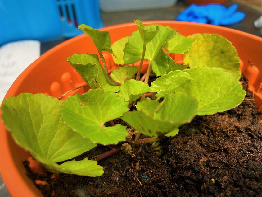 Singapore scientists made a list of tropical plants that effectively detoxify the soil, including gotu kola and ferns - Photo 2.