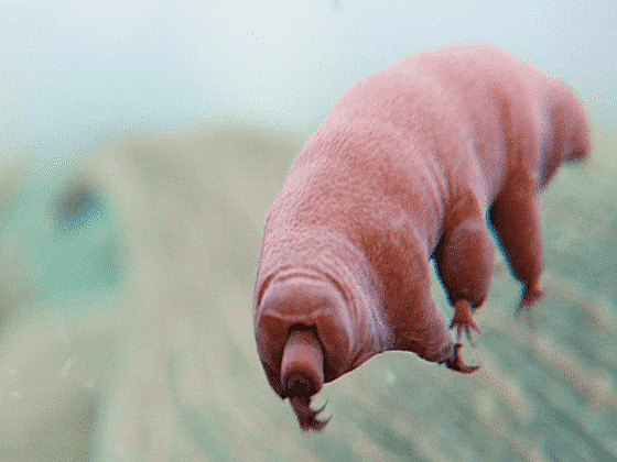 It turns out that the 'strongest creature on Earth' - the water bear Tardigrade - also has its own mount - Photo 3.