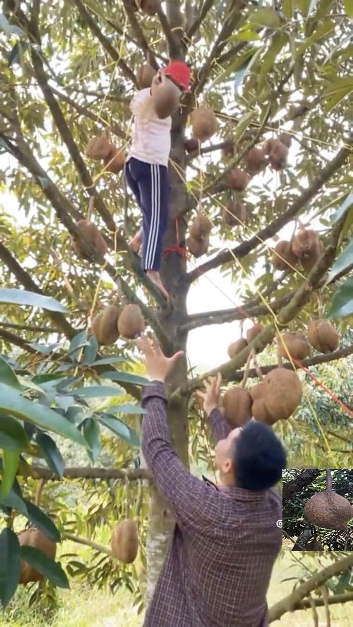 Durian but no thorns: Results after 12 years of efforts of Indonesian scientists - Photo 2.