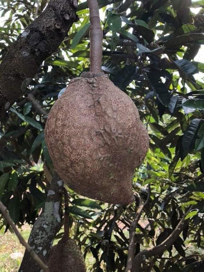 Durian but without thorns: Results after 12 years of efforts of Indonesian scientists - Photo 1.