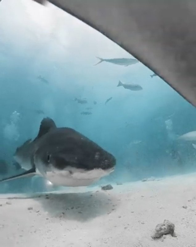 Close-up of the inside of the shark's mouth after trying to swallow the camera - Photo 3.