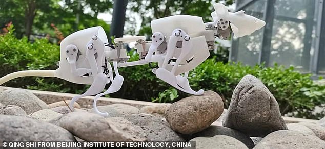 Các nhà khoa học Trung Quốc tạo ra robot chuột có thể di chuyển như thật và còn siêu khỏe - Ảnh 2.
