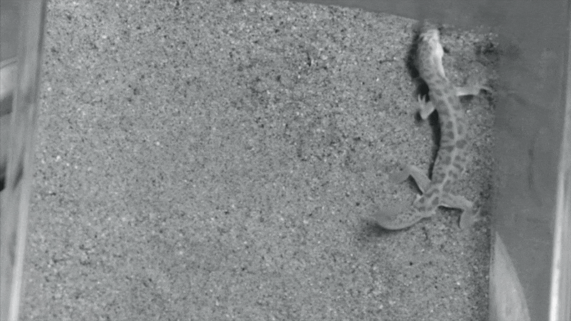 The gecko 'turns into a berserker' beats the scorpion and swallows it - Photo 1.