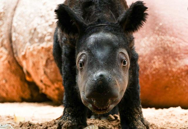 Thế giới vừa chào đón một bé tê giác Sumatra cực kỳ quý hiếm chào đời một cách kỳ diệu - Ảnh 5.