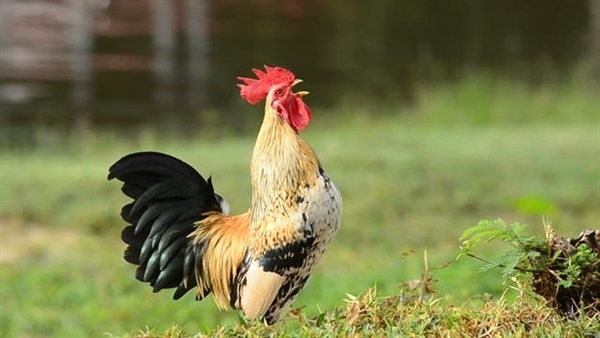 Tại sao gà mái bắt chước tiếng gáy của gà trống bị coi là 'điềm dữ', thường bị bắt giết? - Ảnh 4.