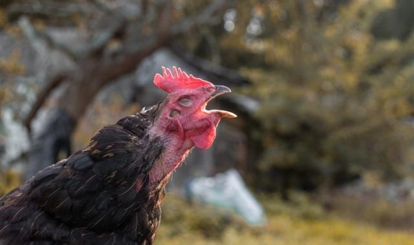 Why are hens imitating the crowing of a rooster considered a 'bad omen', often killed?  - Photo 2.