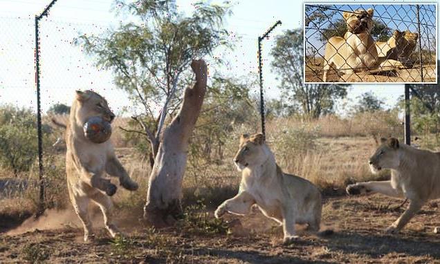 Scientists Make Lions More Friendly Using 