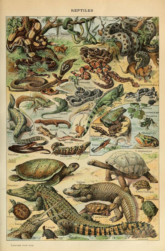 Xấu xí lại hay cắn người, nhiều loài cá sấu và rắn đang bị bỏ mặc cho tuyệt chủng, không ai màng bảo tồn - Ảnh 5.