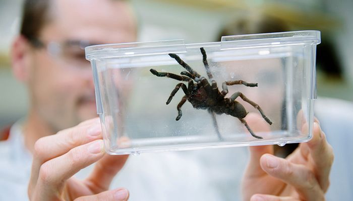 fraser-island-funnel-web-700x400.jpg