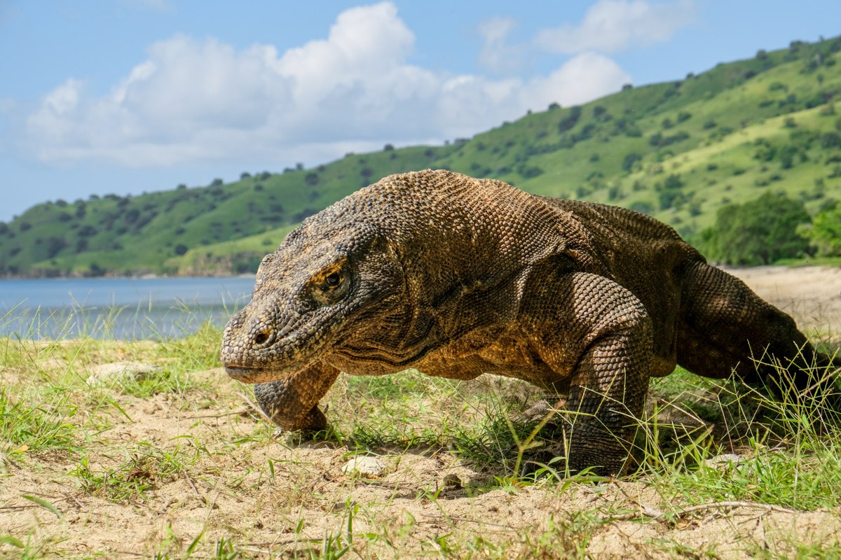 Komodo dragon park1752021a.jpg