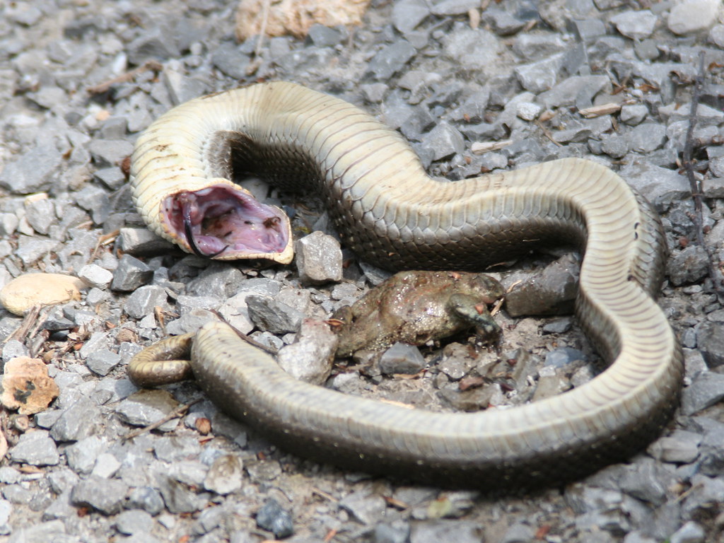 Snub-nosed snakes: Having faked death, it still emits a stench like a decomposing body - Photo 3.