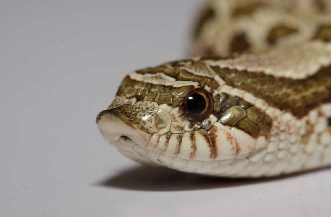 Snub-nosed snakes: Having faked their deaths, they still emit a stench like a decomposing body - Photo 1.