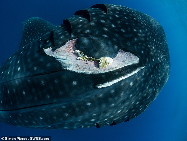 The largest fish on the planet is in danger of extinction because of a traffic accident - Photo 4.