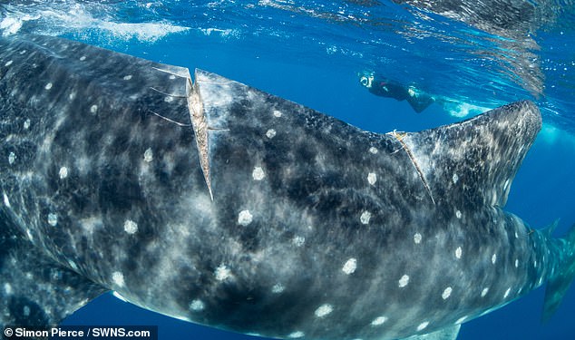 The largest fish on the planet is in danger of extinction because of a traffic accident - Photo 3.