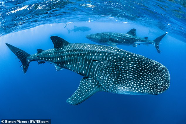 The largest fish on the planet is in danger of extinction because of a traffic accident - Photo 2.