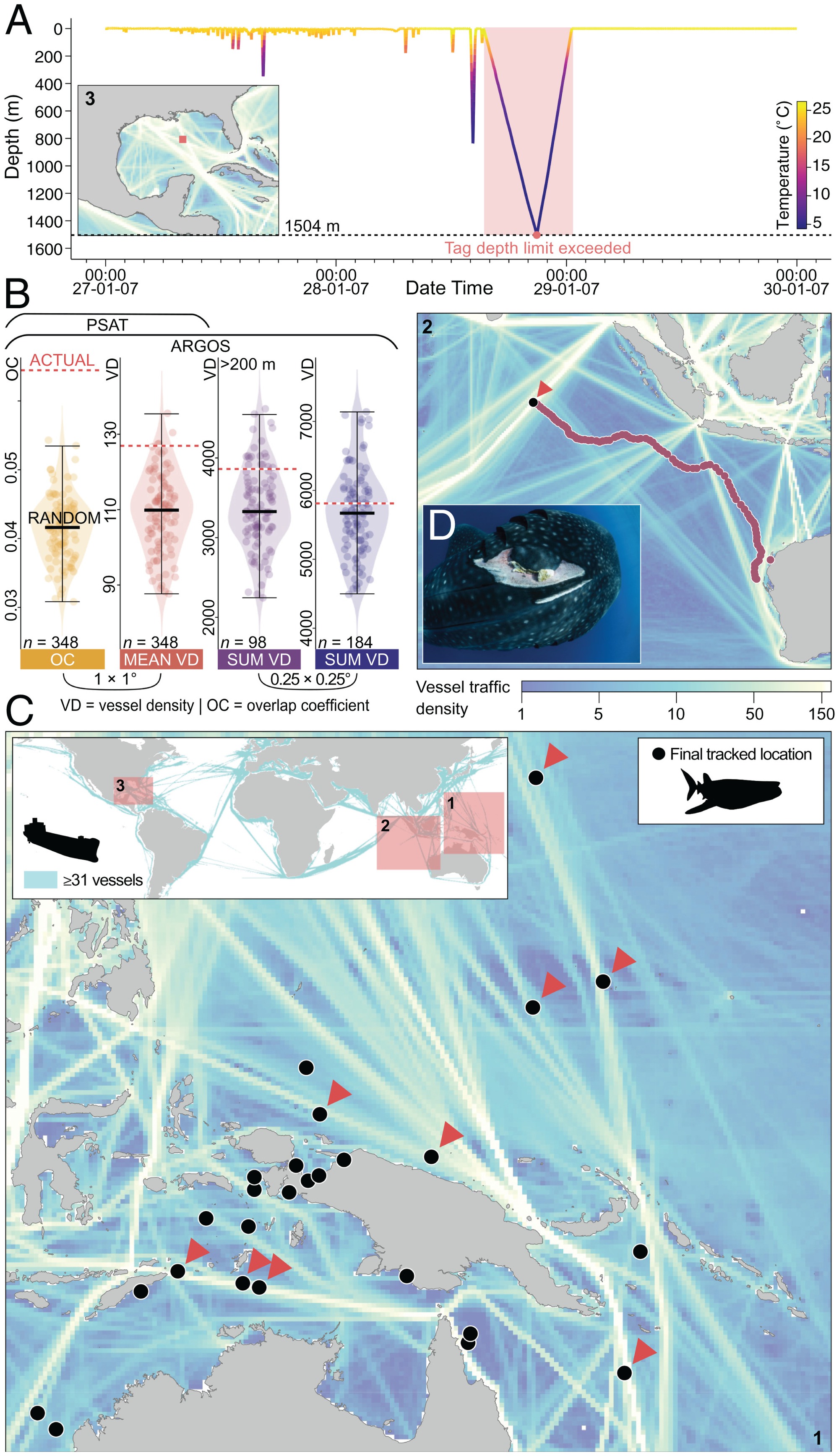 Lo&agrave;i c&aacute; lớn nhất h&agrave;nh tinh đối diện nguy cơ tuyệt chủng v&igrave; tai nạn giao th&ocirc;ng - Ảnh 7.