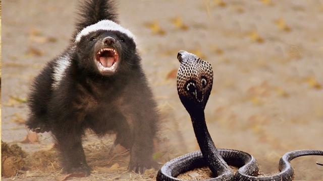 Why didn't humans evolve to possess venom like snakes?  - Photo 4.