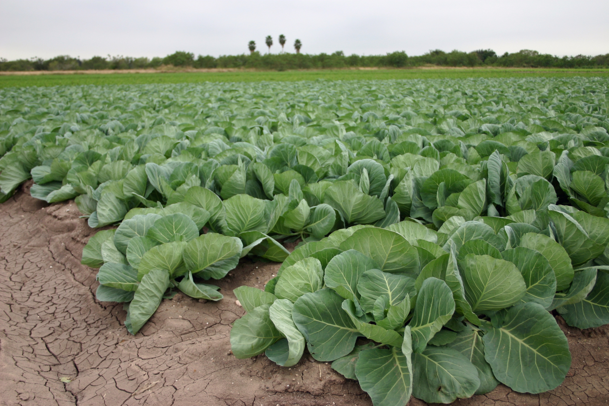 Due to pressure from production, the nutritional content of vegetables, tubers and fruits today is less than before - Photo 3.