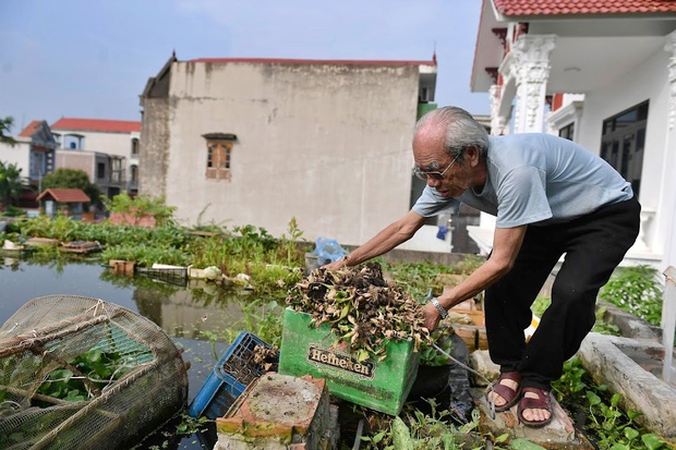   An 87-year-old man willing to play with a pond on the roof and grow vegetables and fish: Many people say I am reckless - Photo 6.