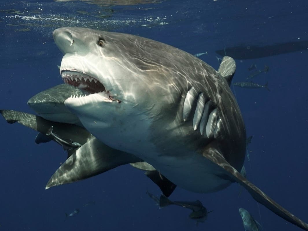 Trong bảy loài cá mập tử thần, cá mập trắng lớn tấn công con người ...