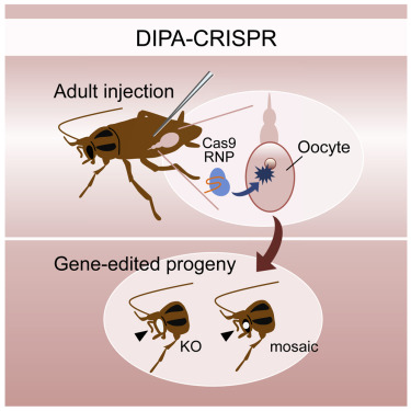 Scientists have just created a mutant cockroach species using CRISPR technology - Photo 6.