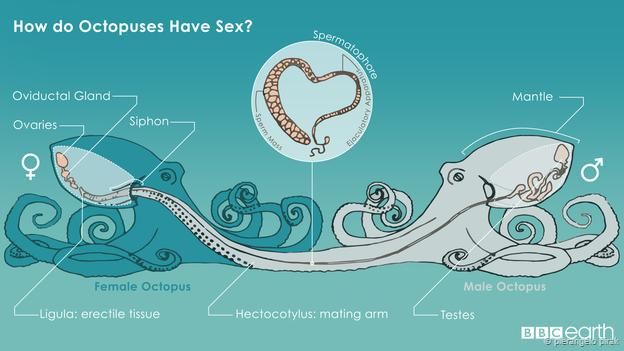 Loài vật được lập trình để chết: Tìm hiểu hành vi ăn thịt bạn tình rồi tự sát của bạch tuộc - Ảnh 3.