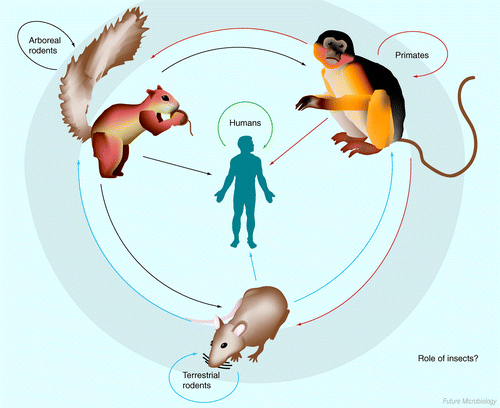 Monkeypox caused by MPXV virus broke out in Europe, here's what you need to know - Photo 5.