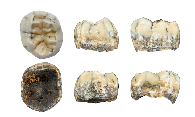 Discovering a 130,000-year-old baby tooth on the mountain, archaeologists were surprised about the ancient human past in Southeast Asia - Photo 3.