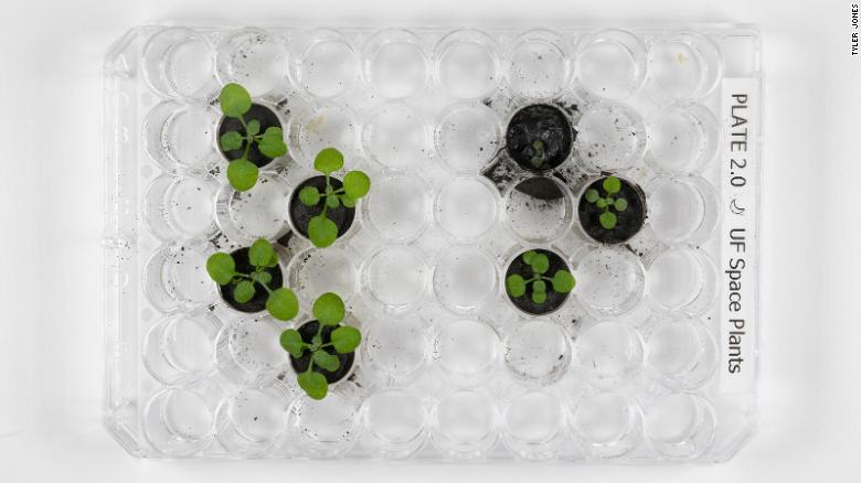 For the first time growing plants with lunar soil, scientists opened up the potential of extraterrestrial farming - Photo 3.