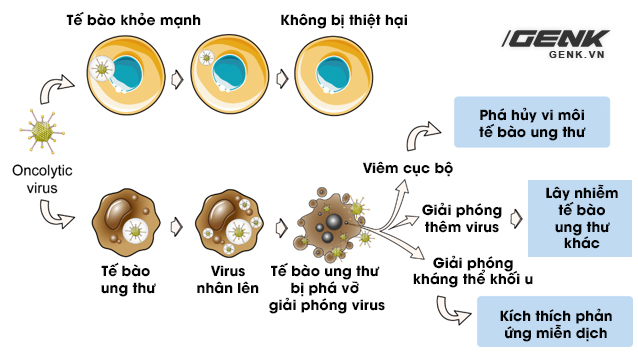 Mỹ thử nghiệm một loại virus chữa ung thư: Khi mầm bệnh trở thành liều thuốc sống - Ảnh 5.