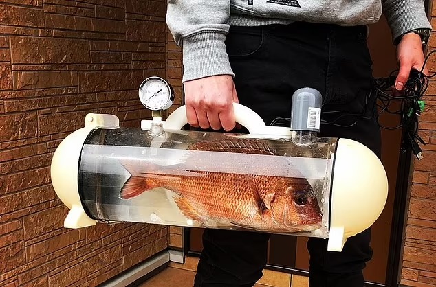 YouTuber designed a portable fish tank so he could take his pet goldfish for a walk - Photo 5.