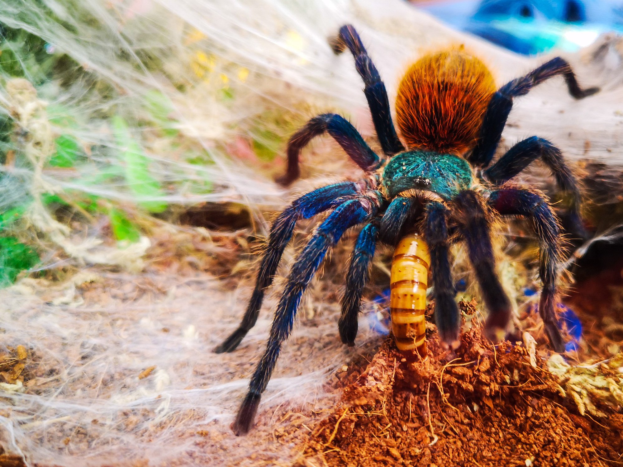 7000+ Con nhện & hình ảnh con nhện giăng tơ đẹp - Pixabay