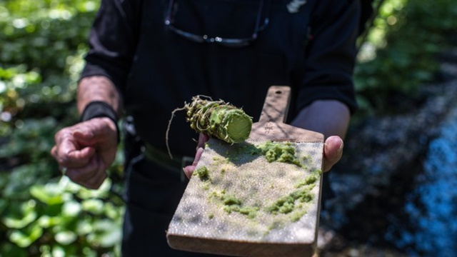 Why is fresh wasabi root served with Japanese sushi always the most expensive in the world?  - Photo 2.