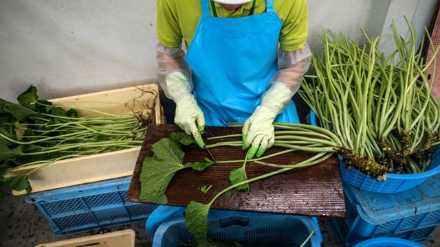 Why is fresh wasabi root served with Japanese sushi always the most expensive in the world?  - Photo 5.