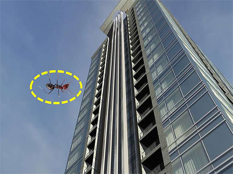 If you drop an ant from the 63rd floor to the ground, will it die?  - Photo 2.