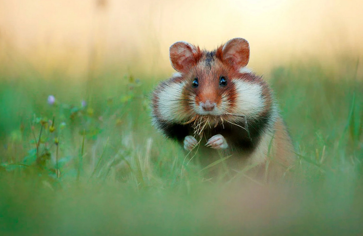 Bộ Ảnh Đáng Yêu Của Chuột Hamster Hoang Dã Sẽ Khiến Bạn Xao Xuyến Hết Buổi  Chiều