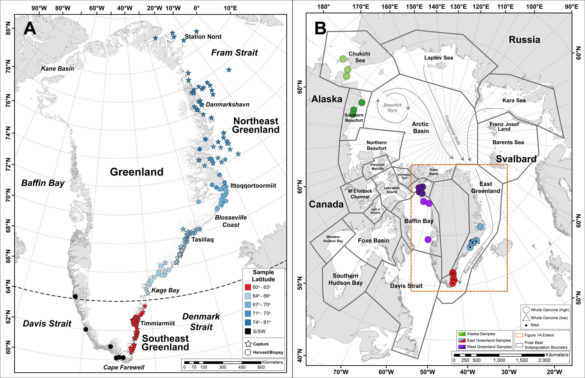Khi Bắc Cực kh&ocirc;ng c&ograve;n băng: Đ&acirc;y sẽ l&agrave; số phận của những con gấu trắng cuối c&ugrave;ng - Ảnh 5.