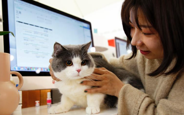 Những chú mèo ‘công sở’ thất nghiệp: Từng là con cưng của các startup, nay bị ‘sa thải’, không chốn dung thân - Ảnh 1.