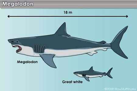 The great white shark may have contributed to pushing the super shark Megalodon to extinction - Photo 3.